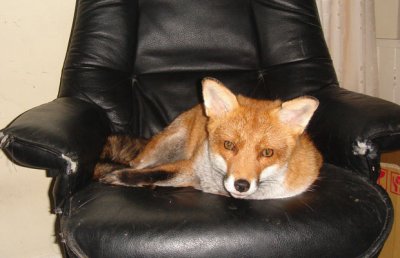Fox.jpg
