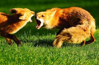snarling-foxes.jpg