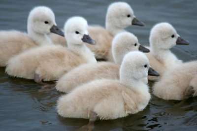 baby swans.jpg