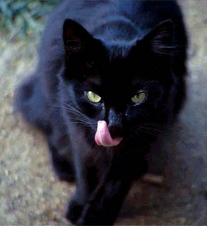 blackcat-734018.jpg