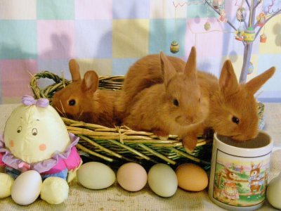Goats%20and%20Rabbits%20126.jpg