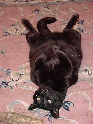 A black cat 3.jpg