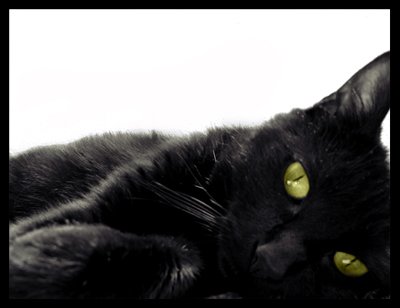 A black Cat A.jpg
