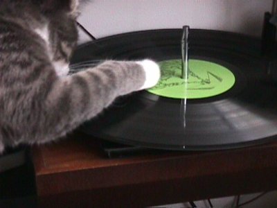 A Cat scratch.jpg