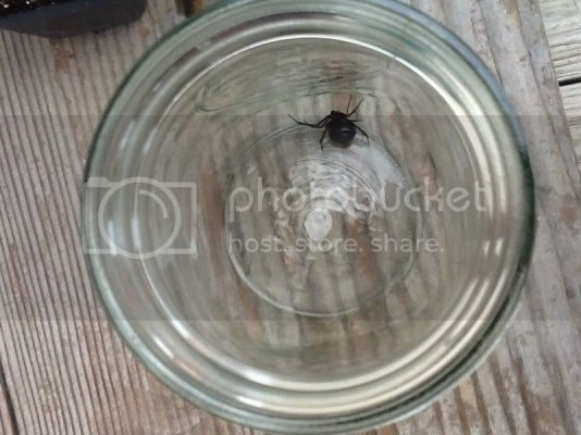 BlackWidow.jpg