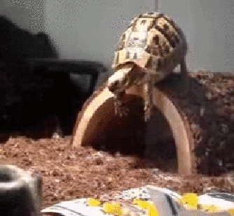 tumblr_m7fs5nEUK21qb6t6wo1_400.gif tumblr_m7fs5nEUK21qb6t6wo1_400.gif