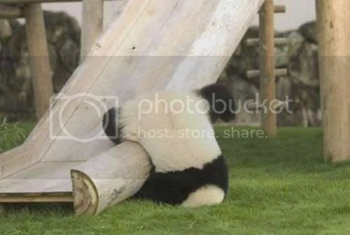 panda.jpg