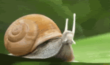 HoverSnail.gif