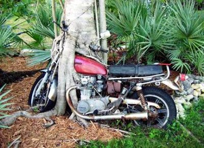 Motorcycle+eating+tree.jpg