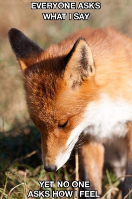 funny-fox-song-say-feel1.jpg