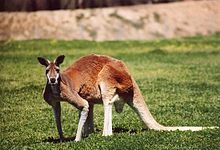 220px-RedRoo.jpg