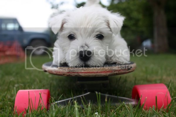 WallpaperWestie_zps1b614d94.jpg