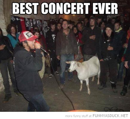 funny-pictures-best-concert-ever-goat-crowd.jpg