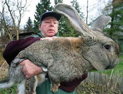 large_wabbit.jpg