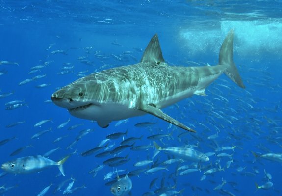 White_shark.jpg