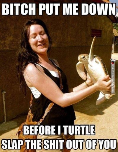 turtle-bitch-slap-63857.jpg