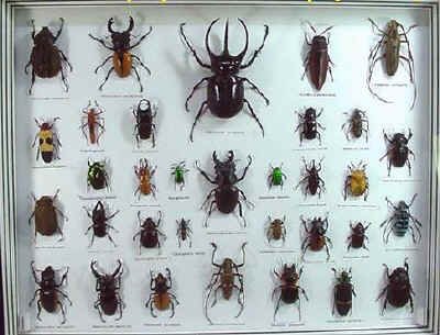 bugs13b.jpg