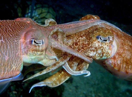 Mating-Cuttlefish-01_zpsde55dda5.jpg Mating-Cuttlefish-01_zpsde55dda5.jpg