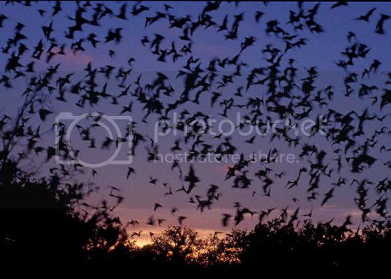 sat-nightofthebat_zps9a29eda6.jpg