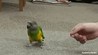 tjyZIU1.gif