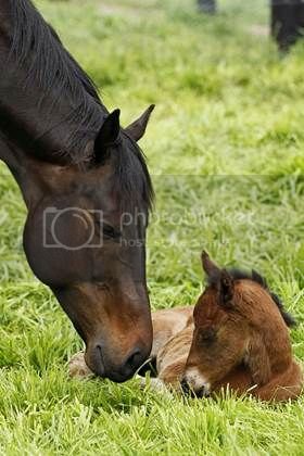 _541402907fe47_babycav41_zps22c7d301.jpg