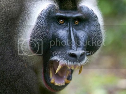 scary20baboon_zpsc89246e5.jpg