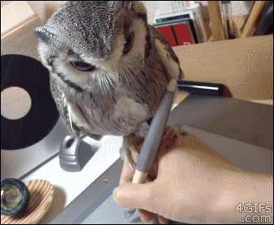 tumblr_n6r0lvsatv1qdlh1io1_400.gif