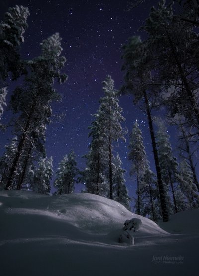 moonlit_forest_by_nitrok-d5rsmy2.jpg