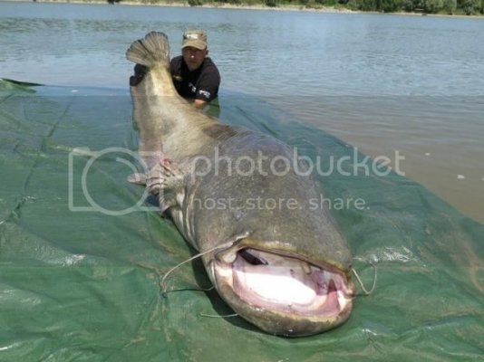 catfish_zpsqzqq528t.jpg catfish_zpsqzqq528t.jpg
