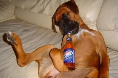 dog-drinking-beer.jpg