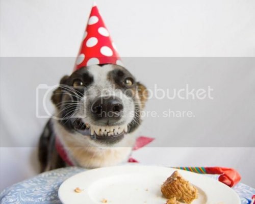 happy-birthday-smiling-dog_zpsx2gnrdhv.jpg