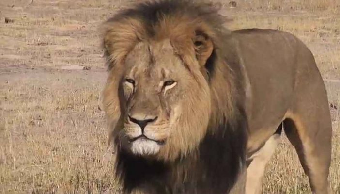 2048x1536-fit_lion-cecil-zimbabwe.jpg