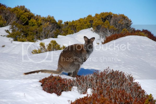wallaby-in-the-snow1_zpswgamd7g8.jpg