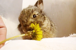 tumblr_inline_milqf8gTCB1qz4rgp.gif