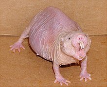 220px-Naked_mole_rat.jpg