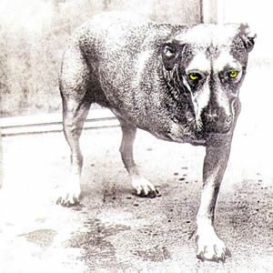 1995_AliceInChains.jpg