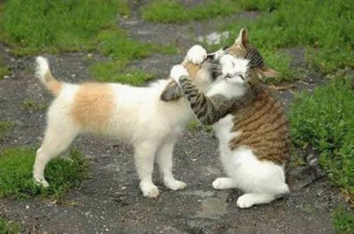 cat_hugging_dog1.jpg