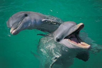 dolphins-two.jpg