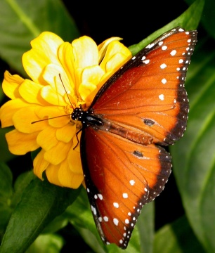 butterfly.jpg