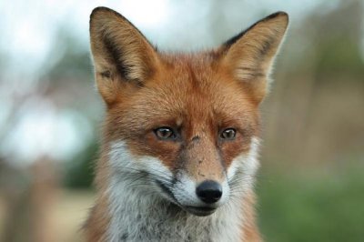 A red fox 1.jpg
