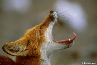 A fox 2.jpg