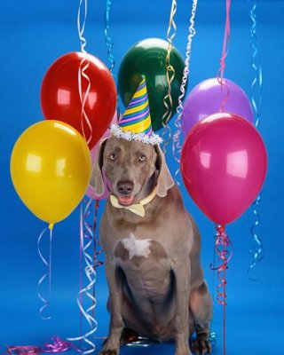 dog-birthday-corbis-valupak-11554691.jpg