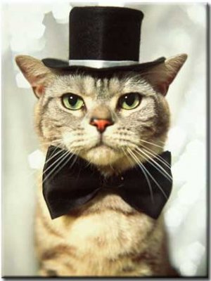 A top cat..jpg