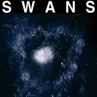 swans12801-0_large.jpg