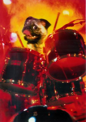 drumming doggie.jpg
