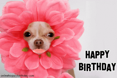 happy-birthday-flower-dog.gif