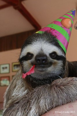 buttercupbirthday (1).jpg