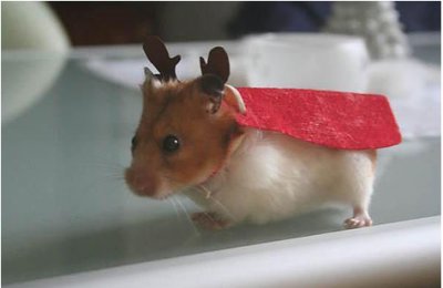 hamster-dressed-as-reindeer.jpg