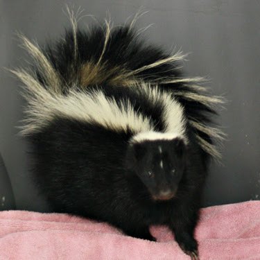 0205skunk375.jpg 0205skunk375.jpg