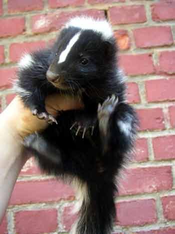 skunk-baby1.jpg